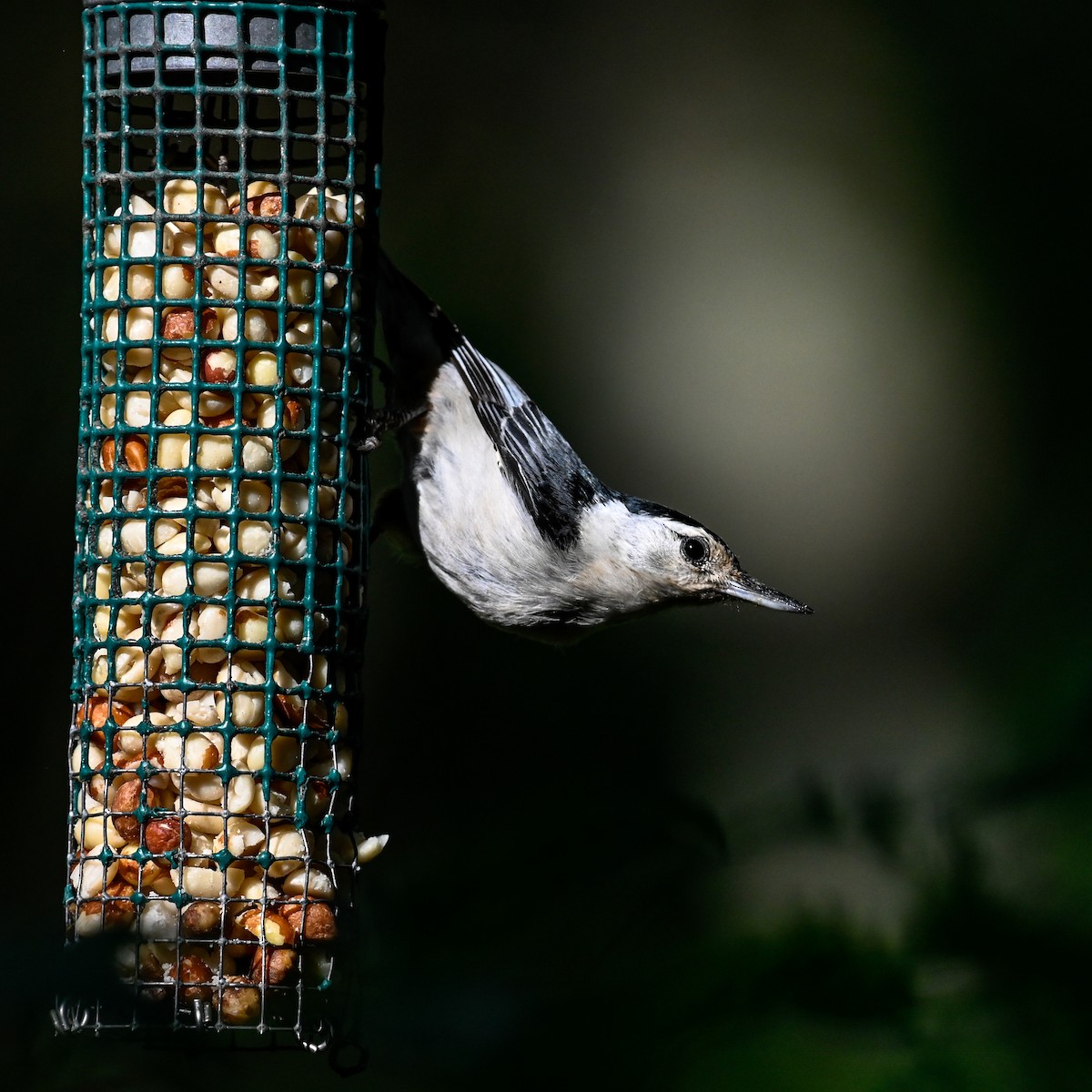 Sittelle à poitrine blanche (carolinensis) - ML620669176