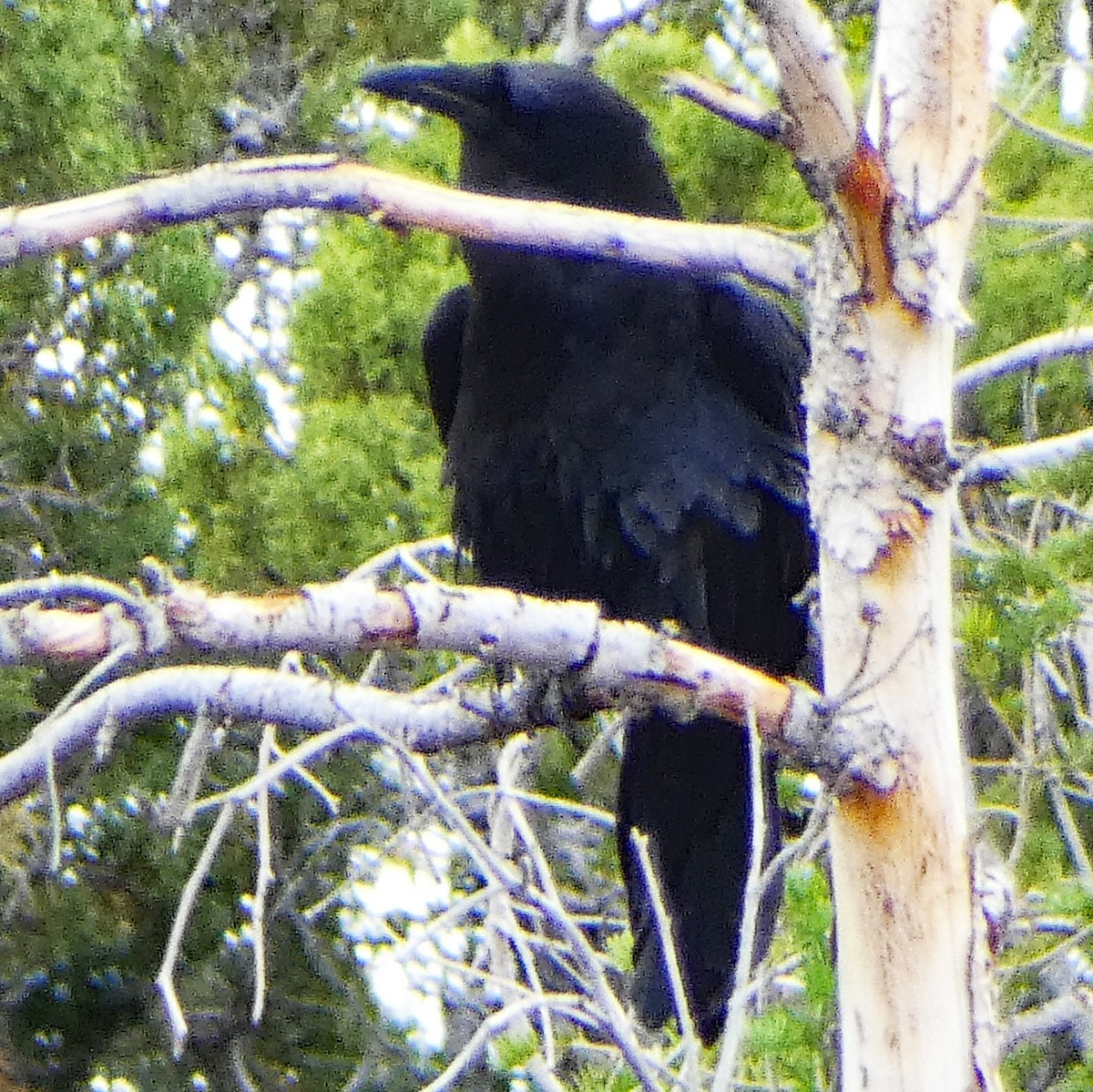 Common Raven - ML620669179