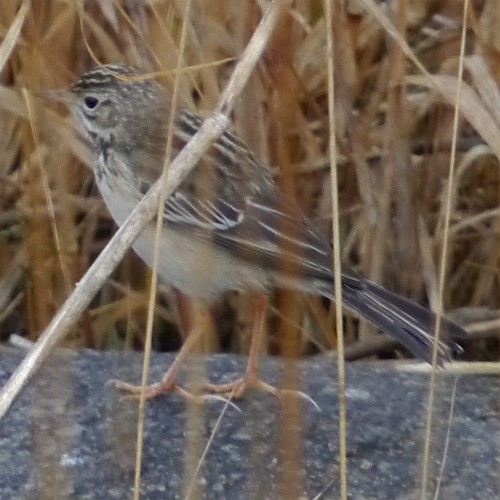 Blyth's Pipit - ML620669180