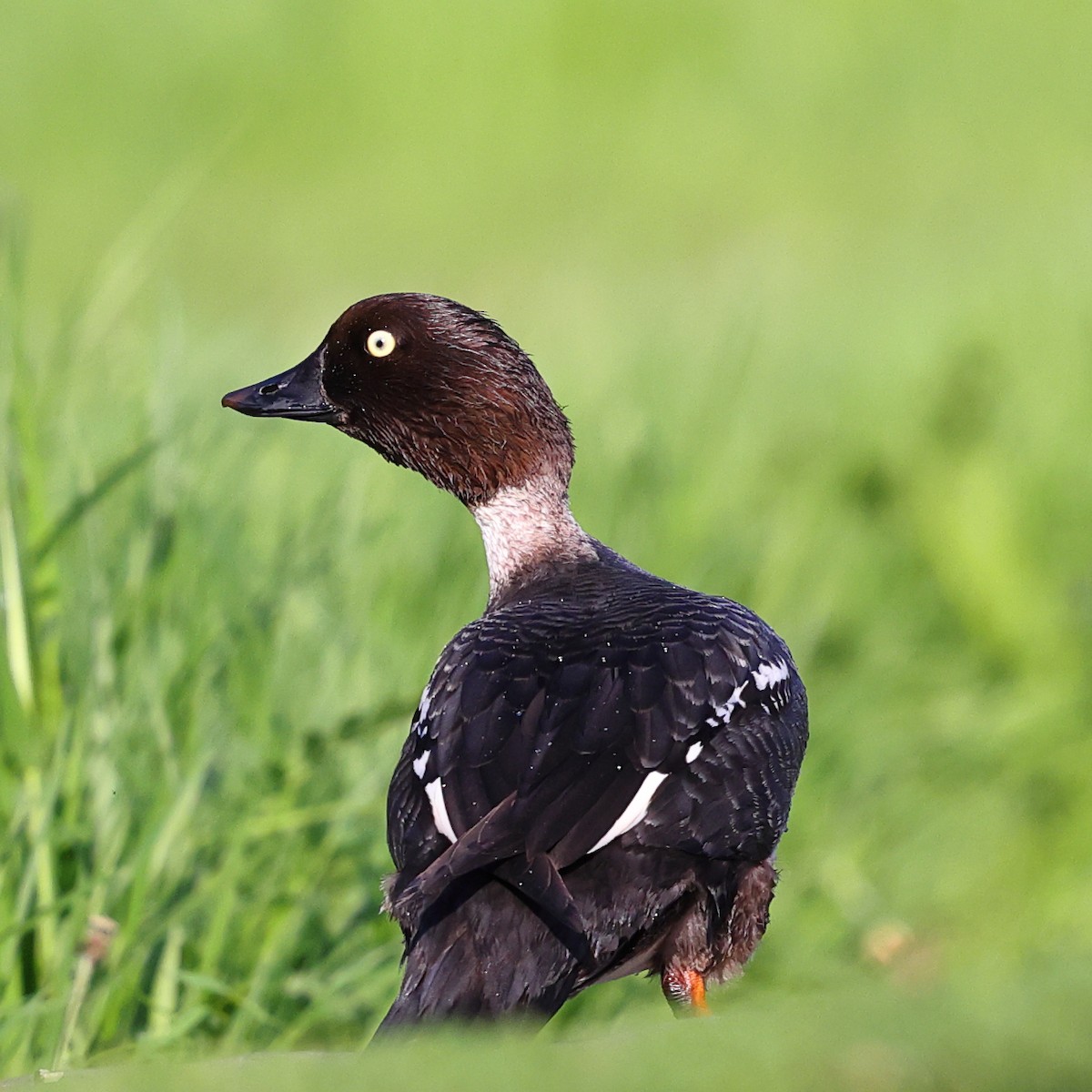 Common Goldeneye - ML620669181