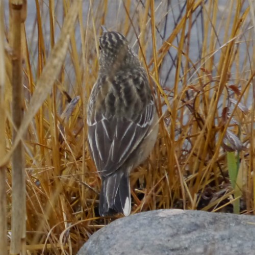 Blyth's Pipit - ML620669187