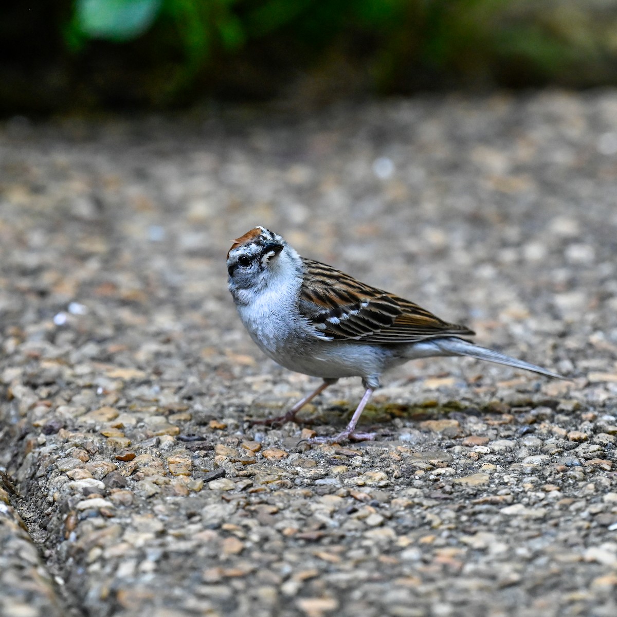 Chipping Sparrow - ML620669188