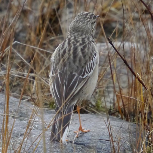 Blyth's Pipit - ML620669189