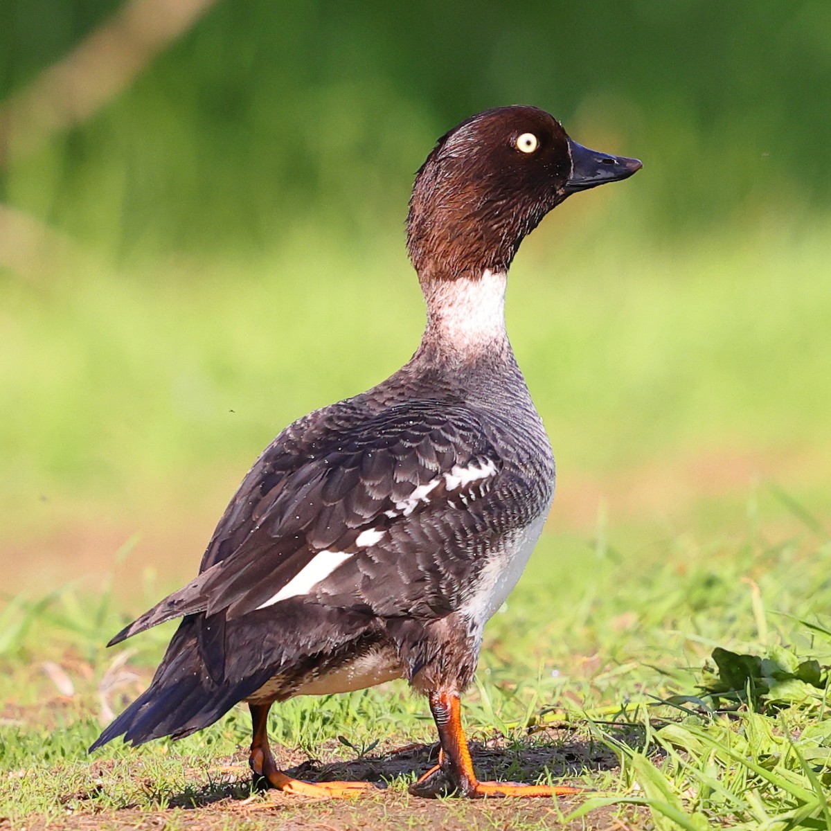 Common Goldeneye - ML620669191