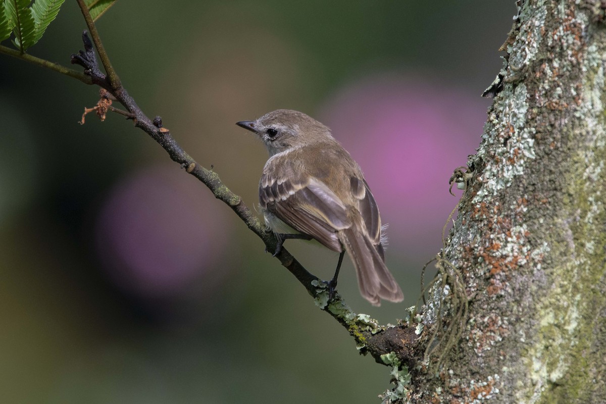 Northern Mouse-colored Tyrannulet - ML620669194