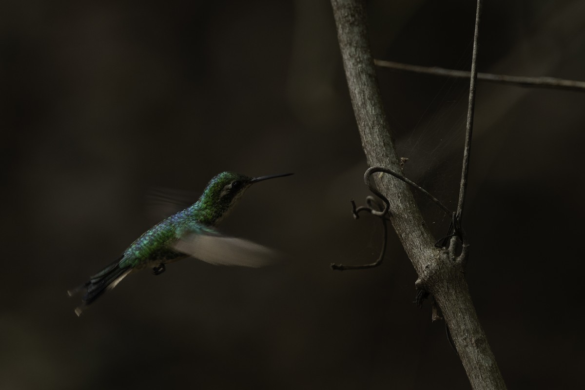 Cozumel Emerald - ML620669197