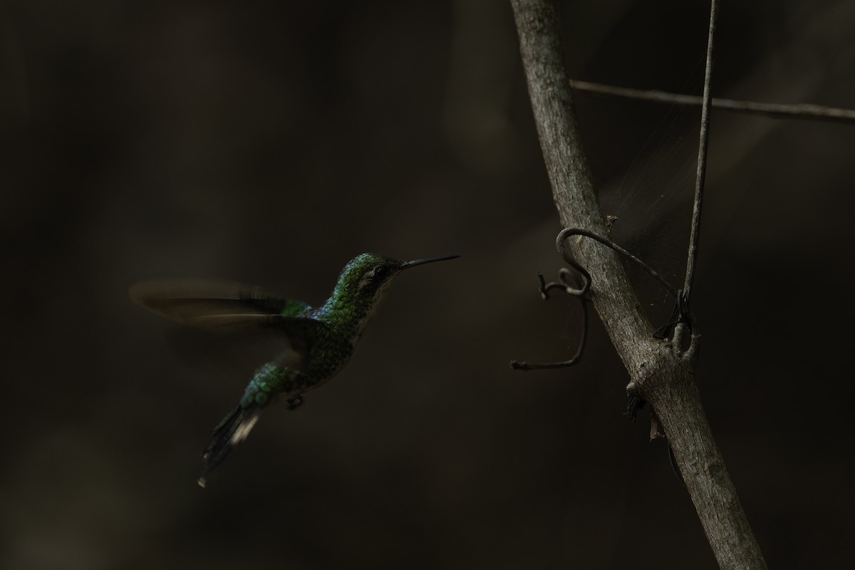 Cozumel Emerald - ML620669199