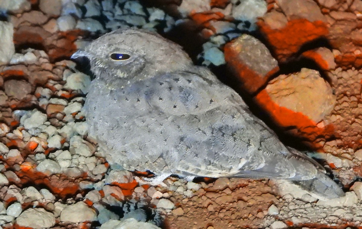 Star-spotted Nightjar - ML620669202