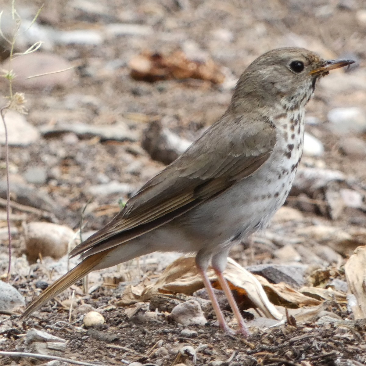 Hermit Thrush - ML620669204