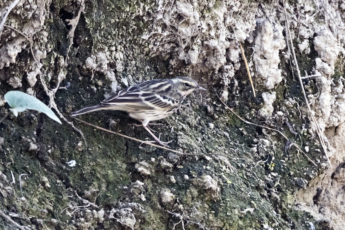 Rosy Pipit - Wachara  Sanguansombat