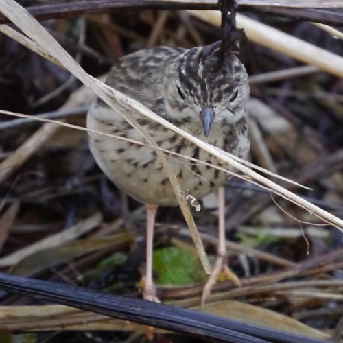 Blyth's Pipit - Emmanuel Naudot