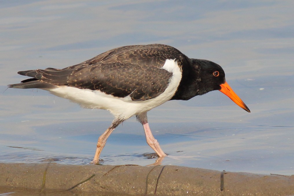 Pied Oystercatcher - ML620669214