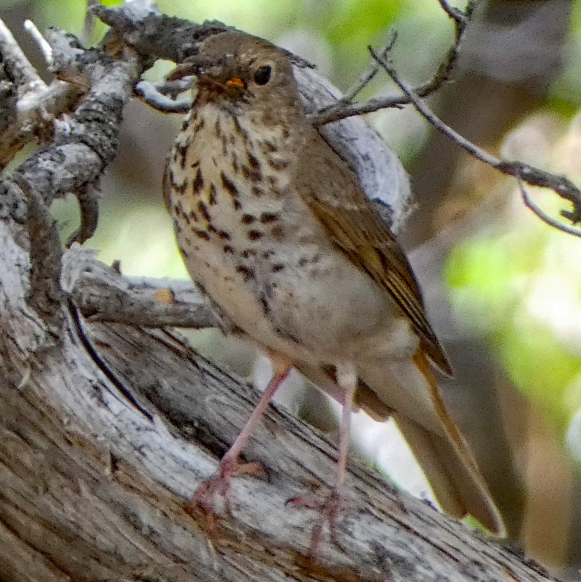 Hermit Thrush - ML620669215