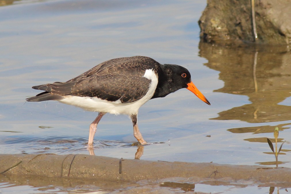 Pied Oystercatcher - ML620669216