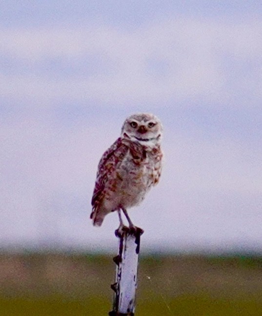 Burrowing Owl - ML620669219