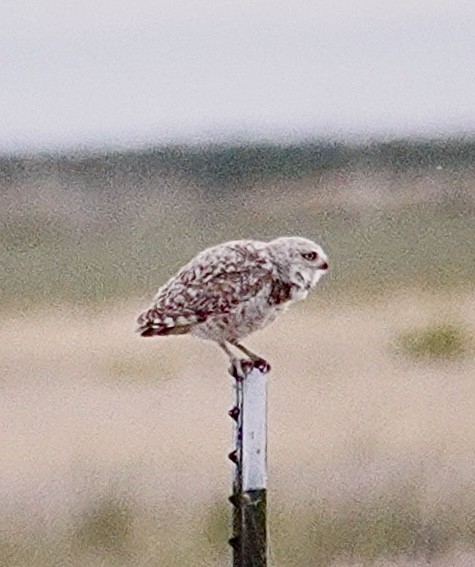 Burrowing Owl - maxine reid