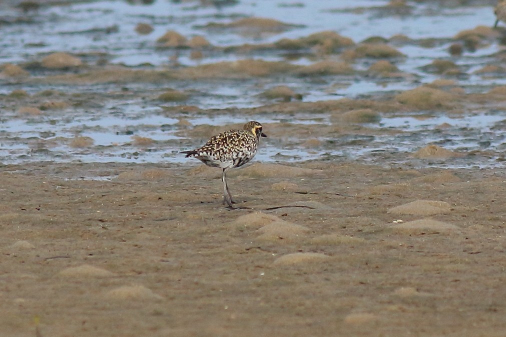 Pacific Golden-Plover - ML620669221