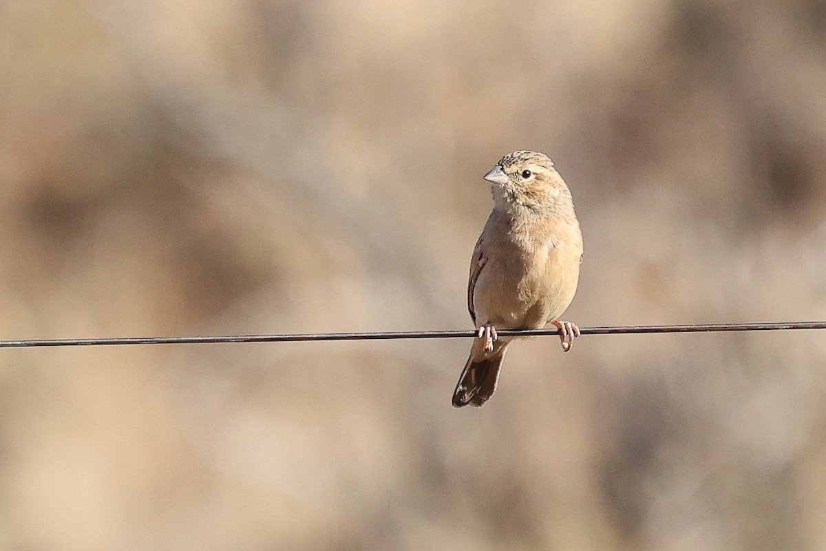 Lark-like Bunting - ML620669225