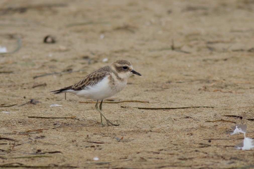 Double-banded Plover - ML620669227