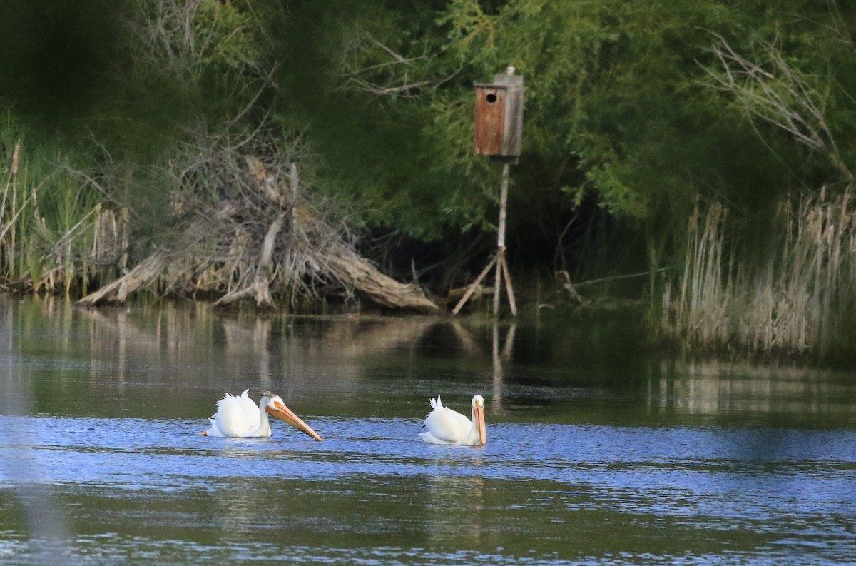 American White Pelican - ML620669230