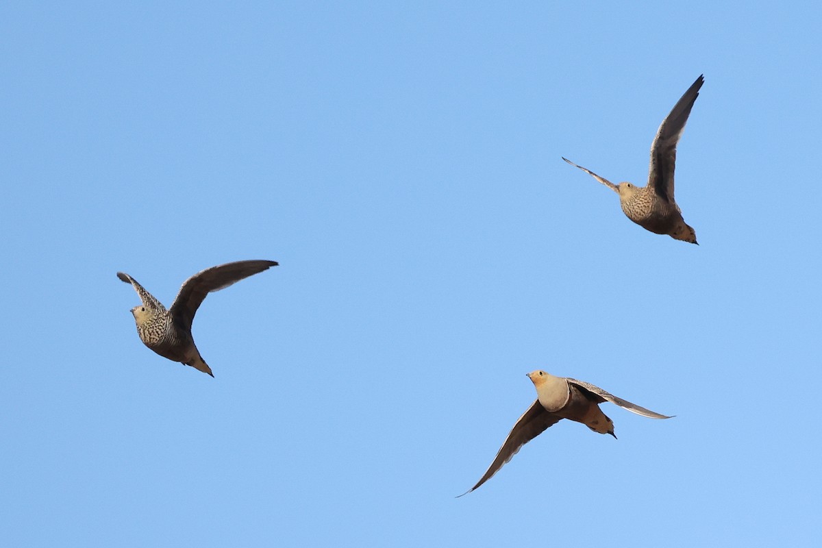 Namaqua Sandgrouse - ML620669232