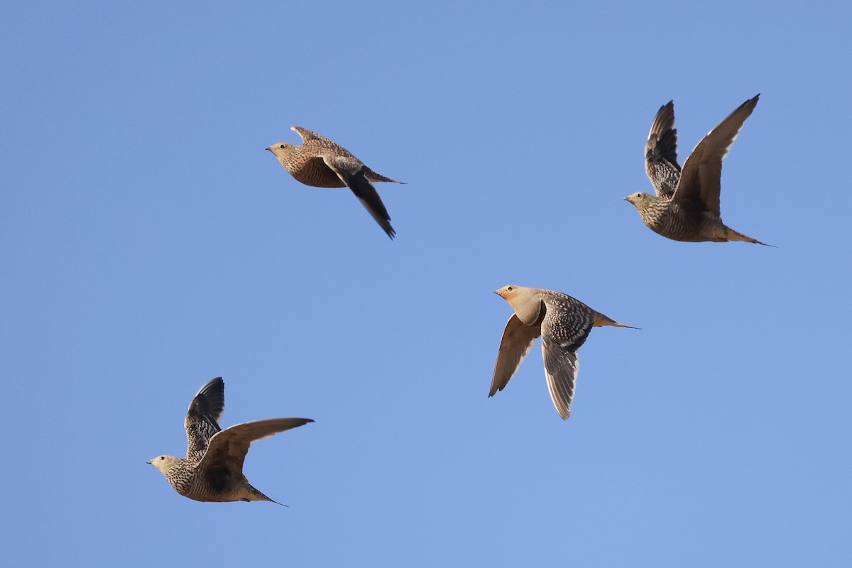 Namaqua Sandgrouse - ML620669238