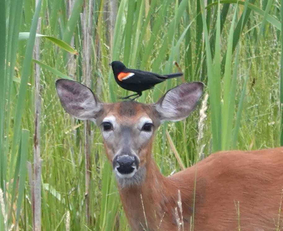 Red-winged Blackbird - ML620669240