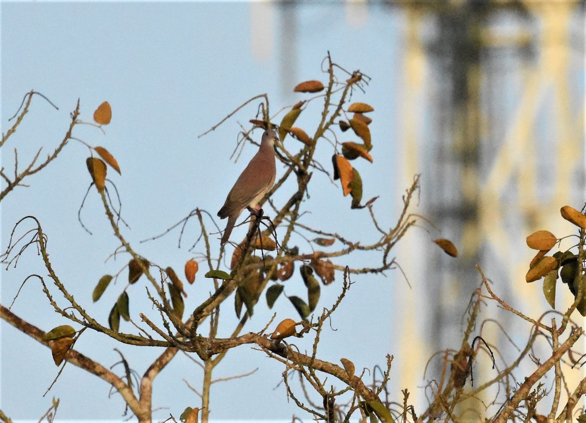 Pale-vented Pigeon - ML620669242