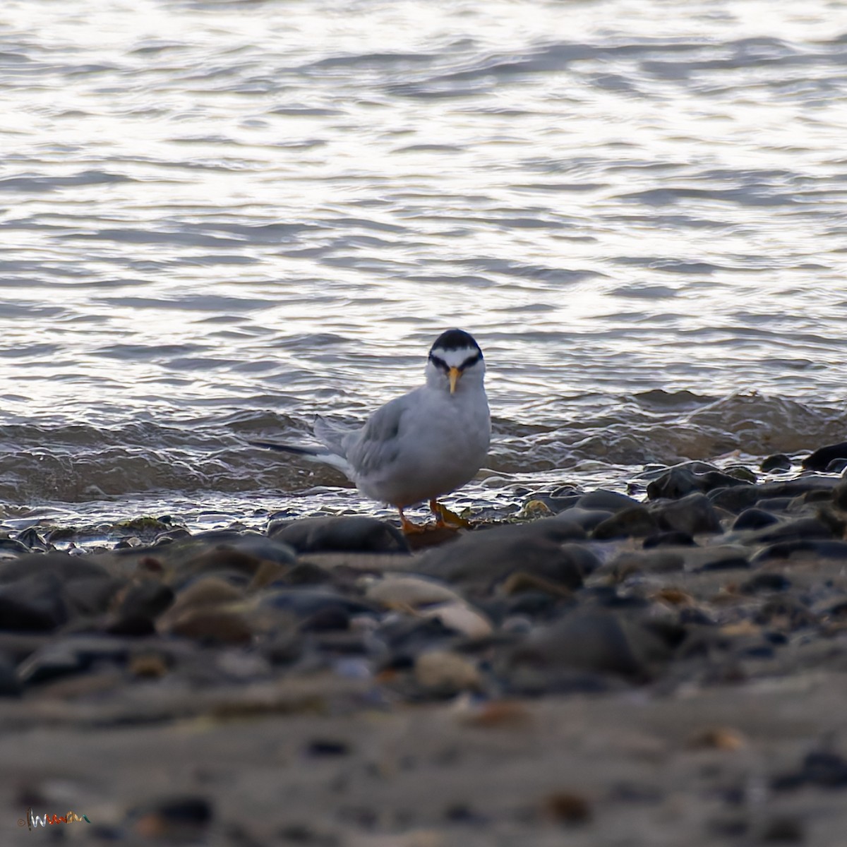 Little Tern - ML620669247