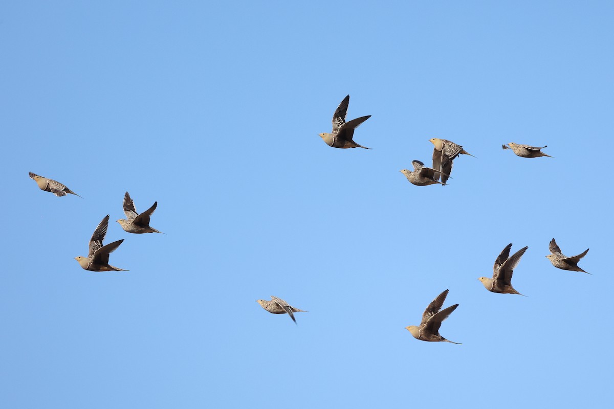 Namaqua Sandgrouse - Daniel Engelbrecht - Birding Ecotours