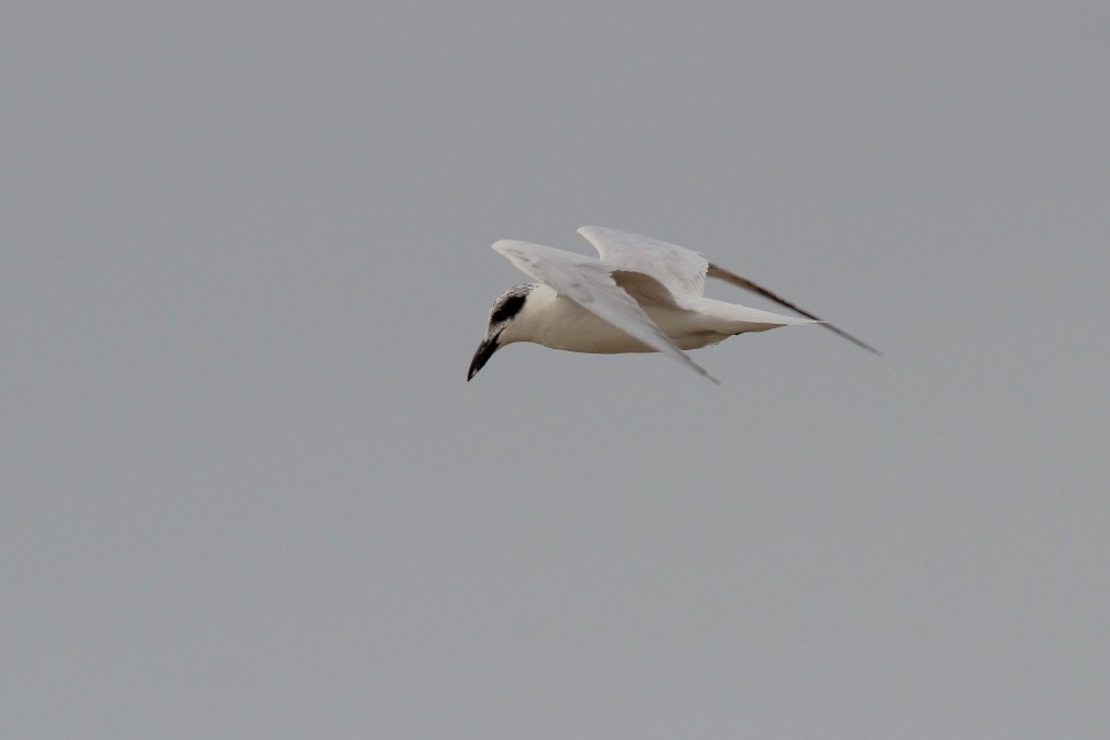 Australian Tern - ML620669251