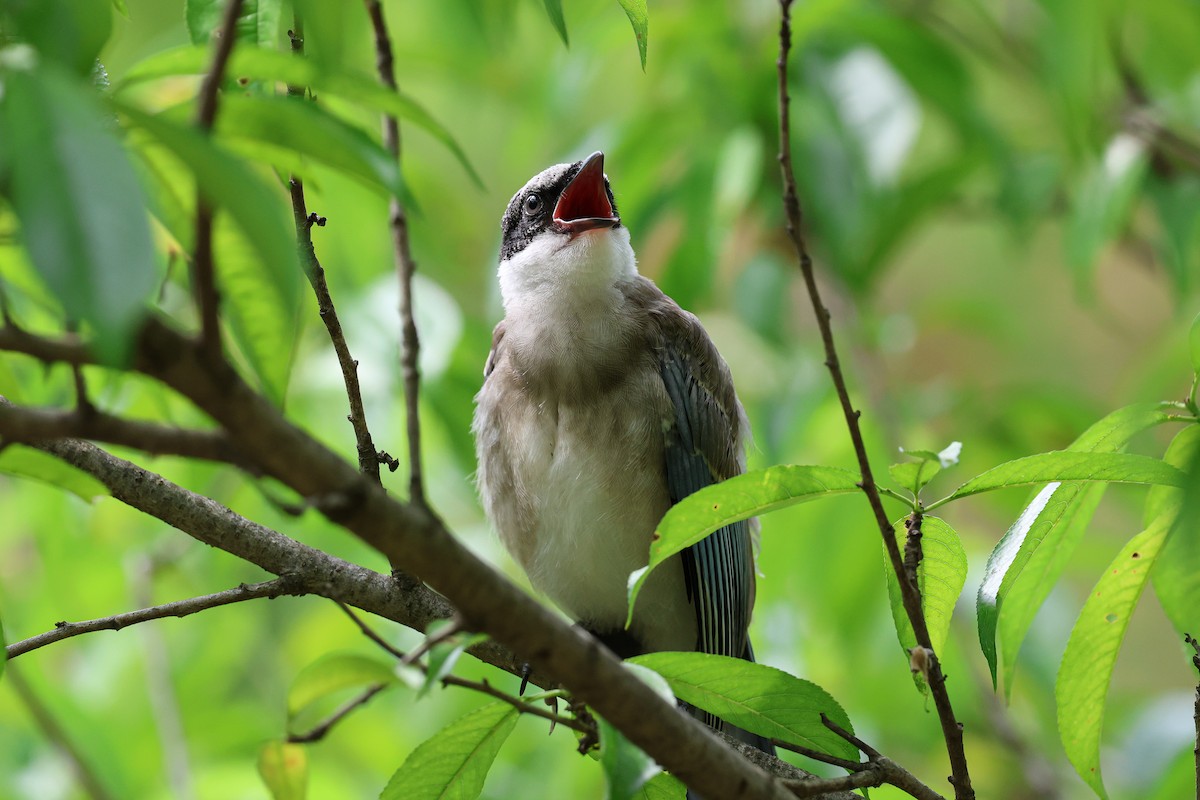 Azure-winged Magpie - ML620669252