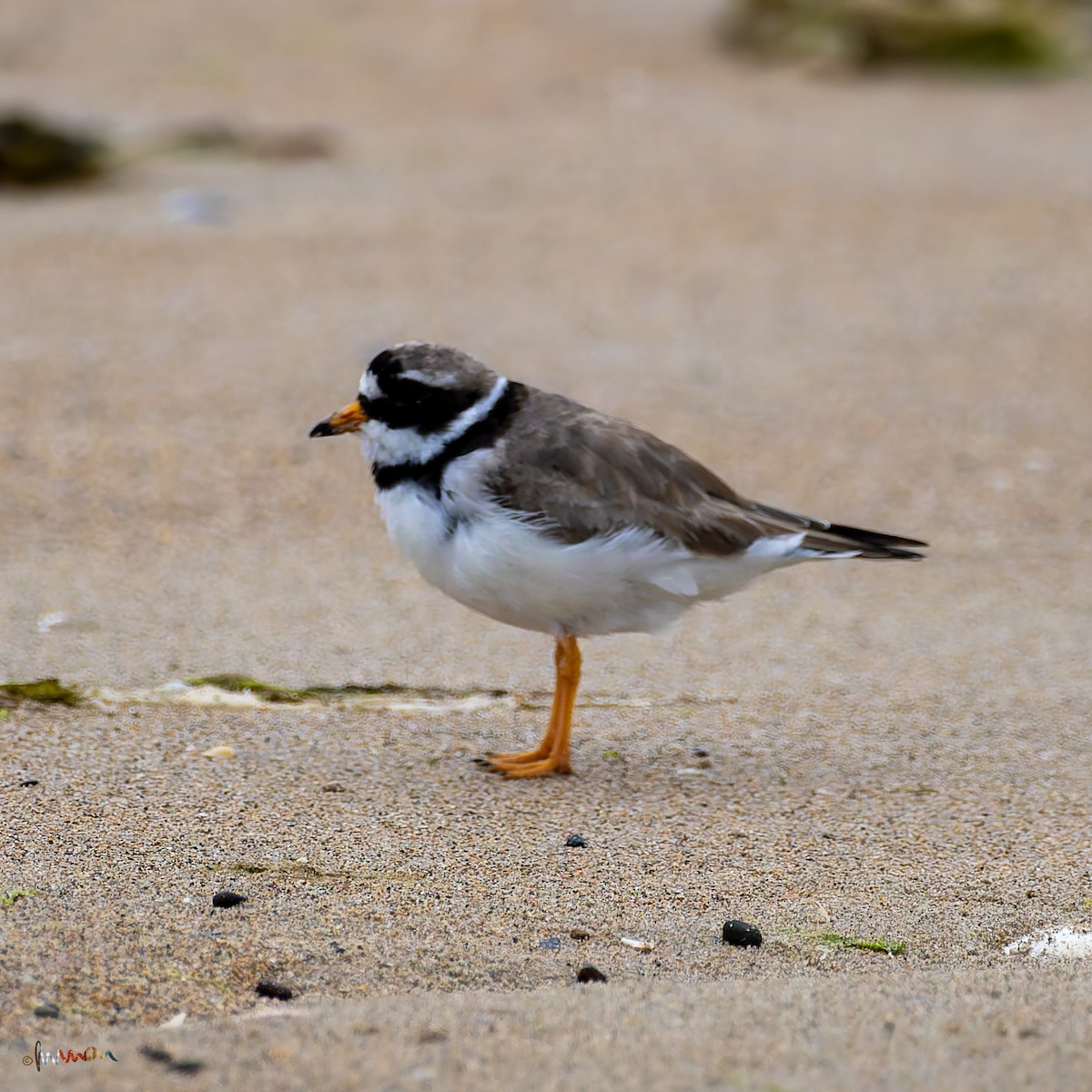 Common Ringed Plover - ML620669254
