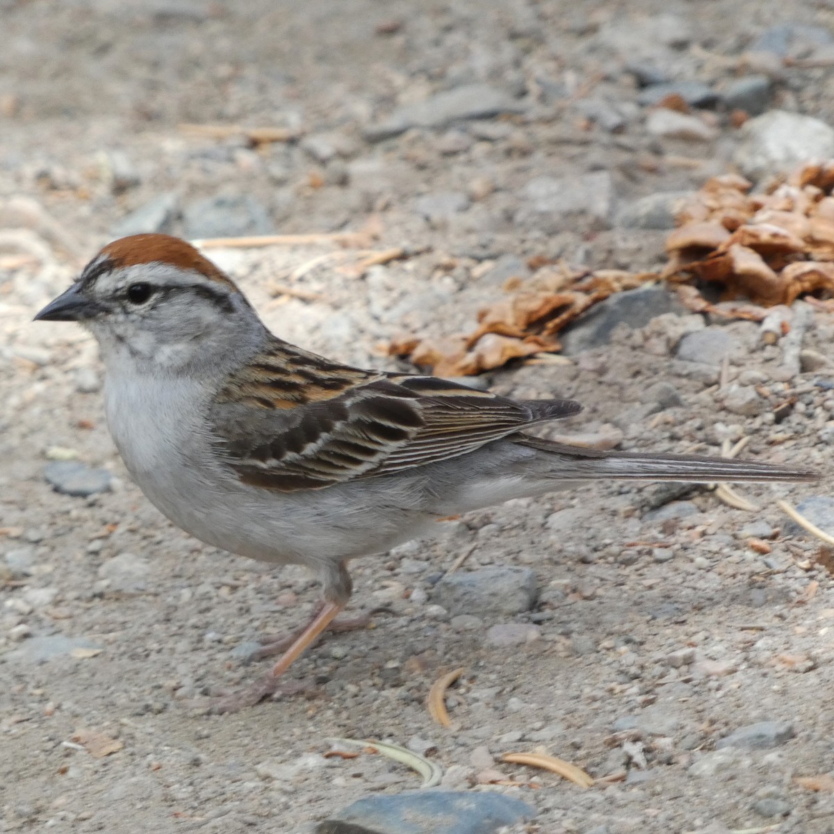 Chipping Sparrow - ML620669255