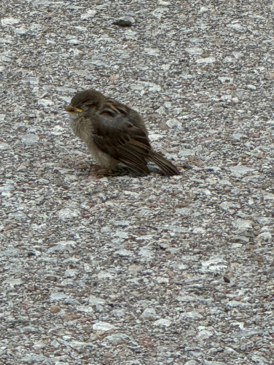 House Sparrow - ML620669256