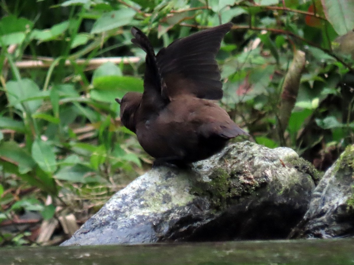 Brown Dipper - ML620669257