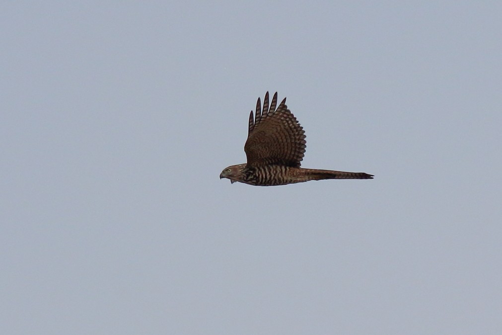 Brown Goshawk - ML620669259