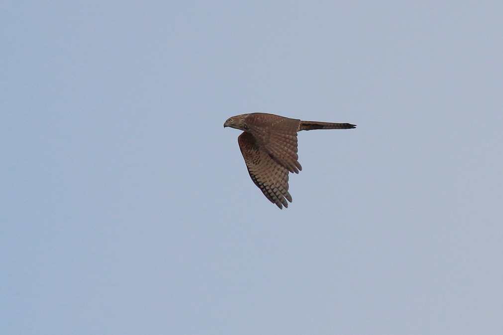 Brown Goshawk - ML620669260