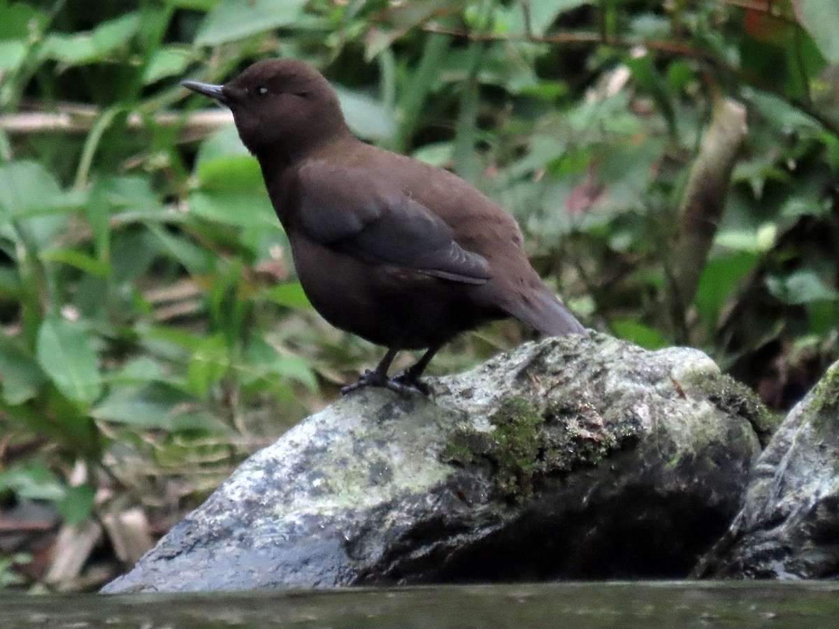 Brown Dipper - ML620669262