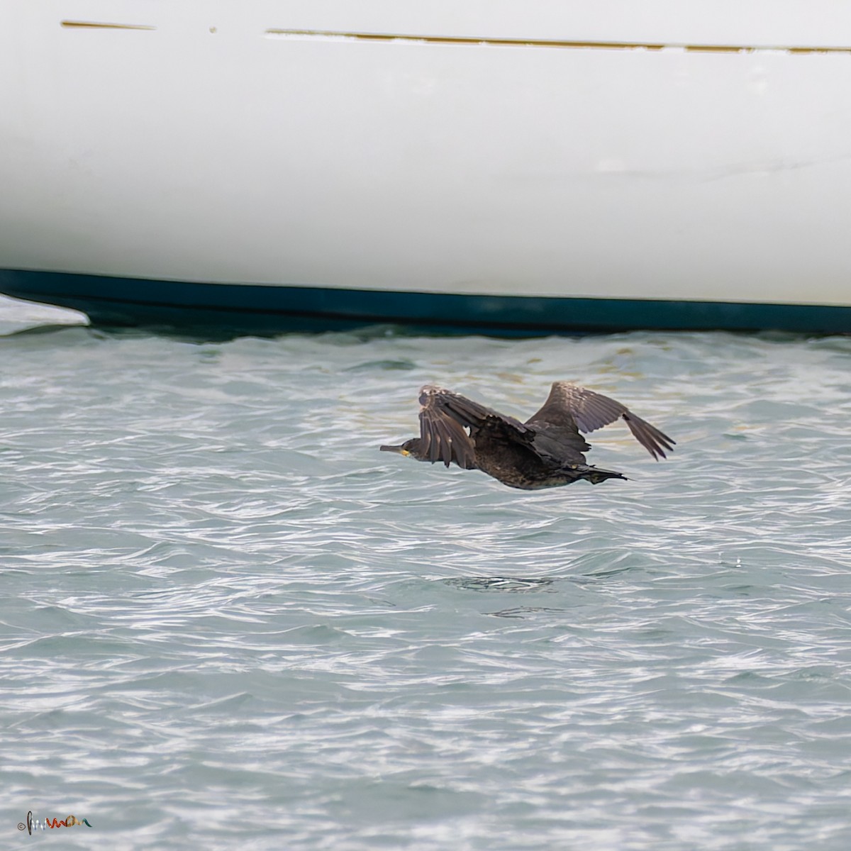 Cormorán Grande - ML620669264