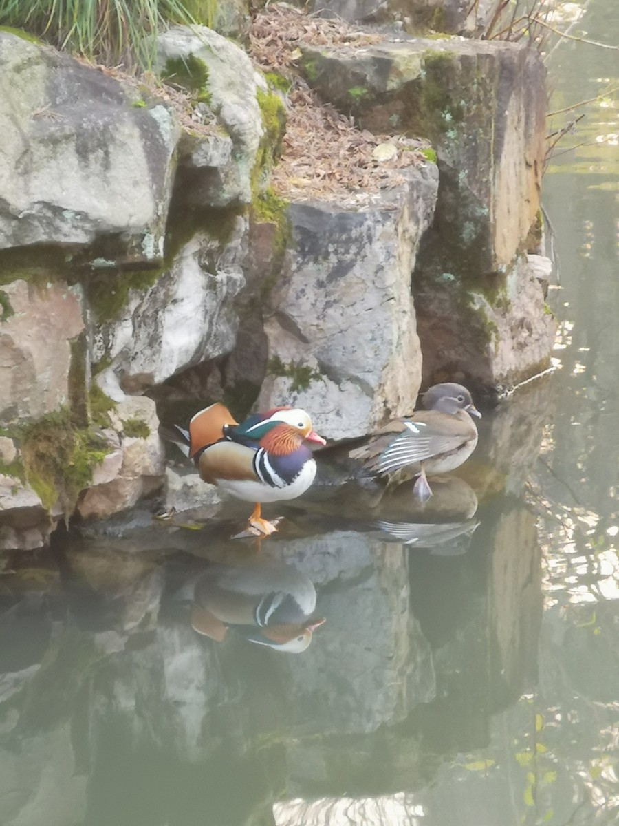 Mandarin Duck - ML620669265