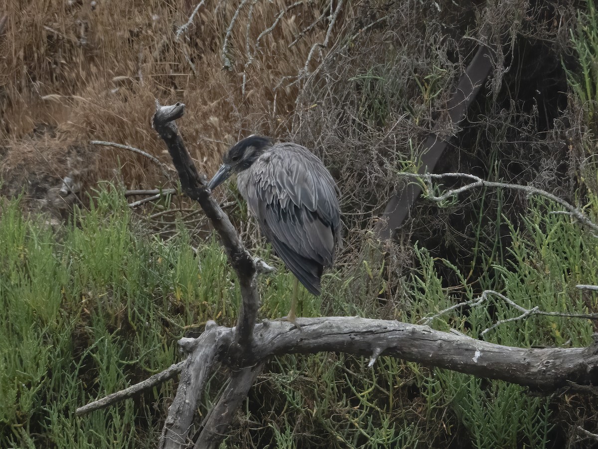 Yellow-crowned Night Heron - ML620669267