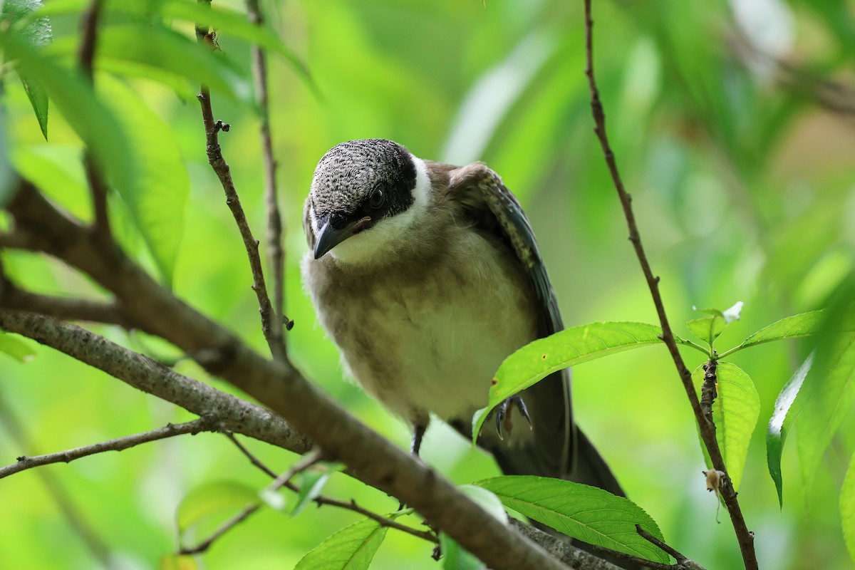 Azure-winged Magpie - ML620669268