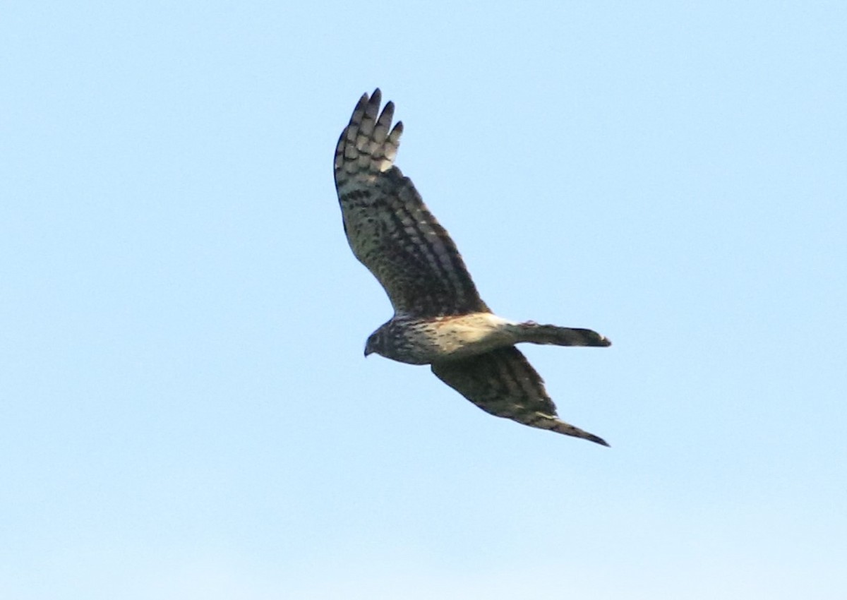 Northern Harrier - ML620669271