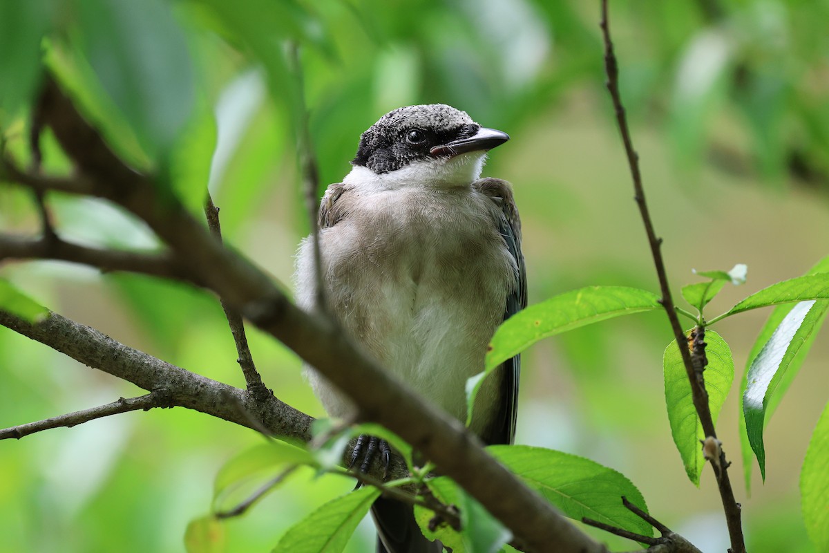 Azure-winged Magpie - ML620669275