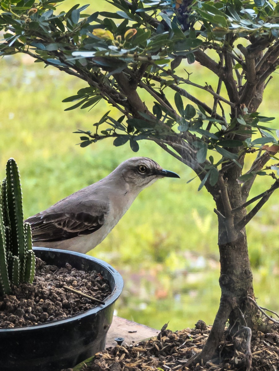 Tropical Mockingbird - ML620669276