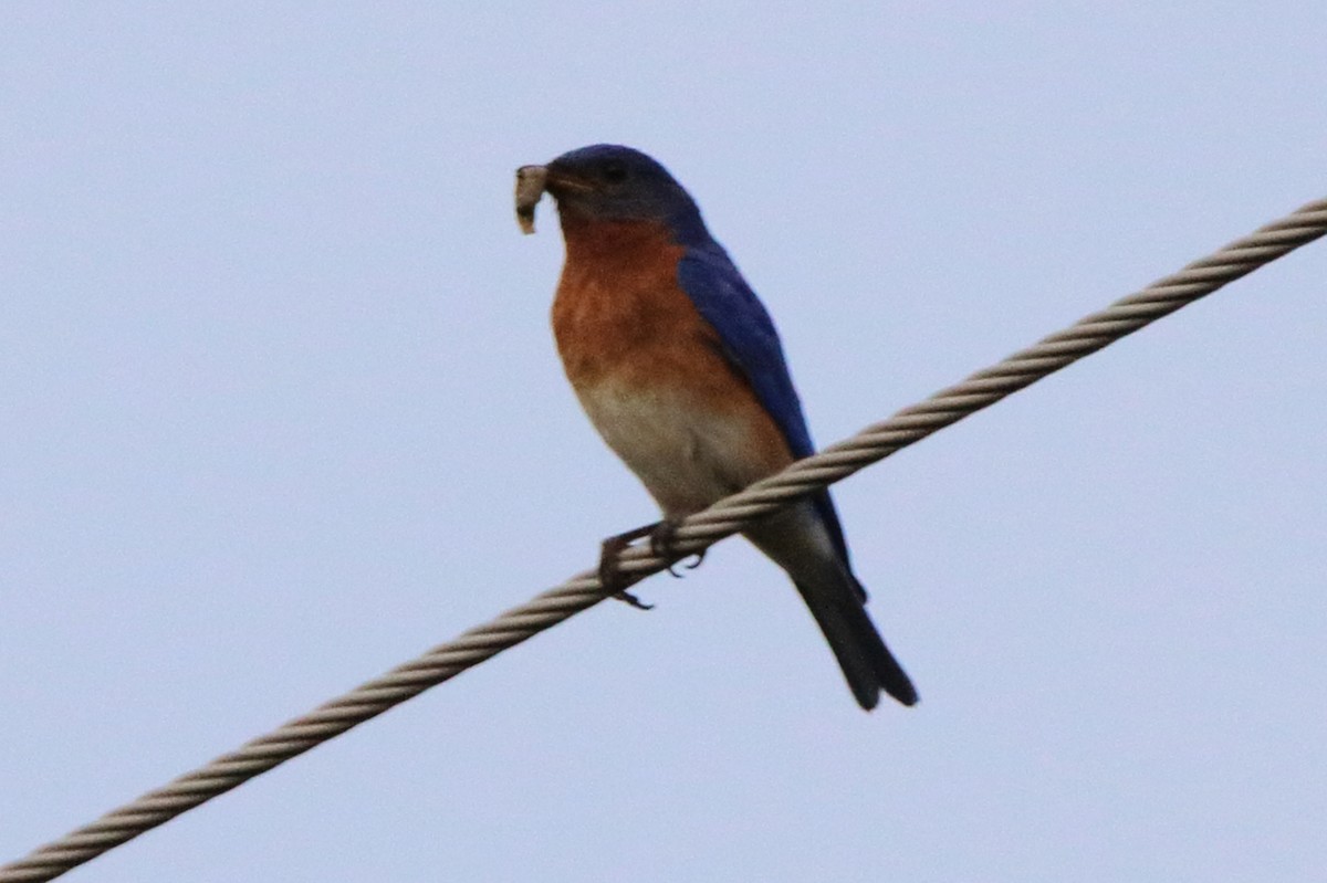 Eastern Bluebird - ML620669280