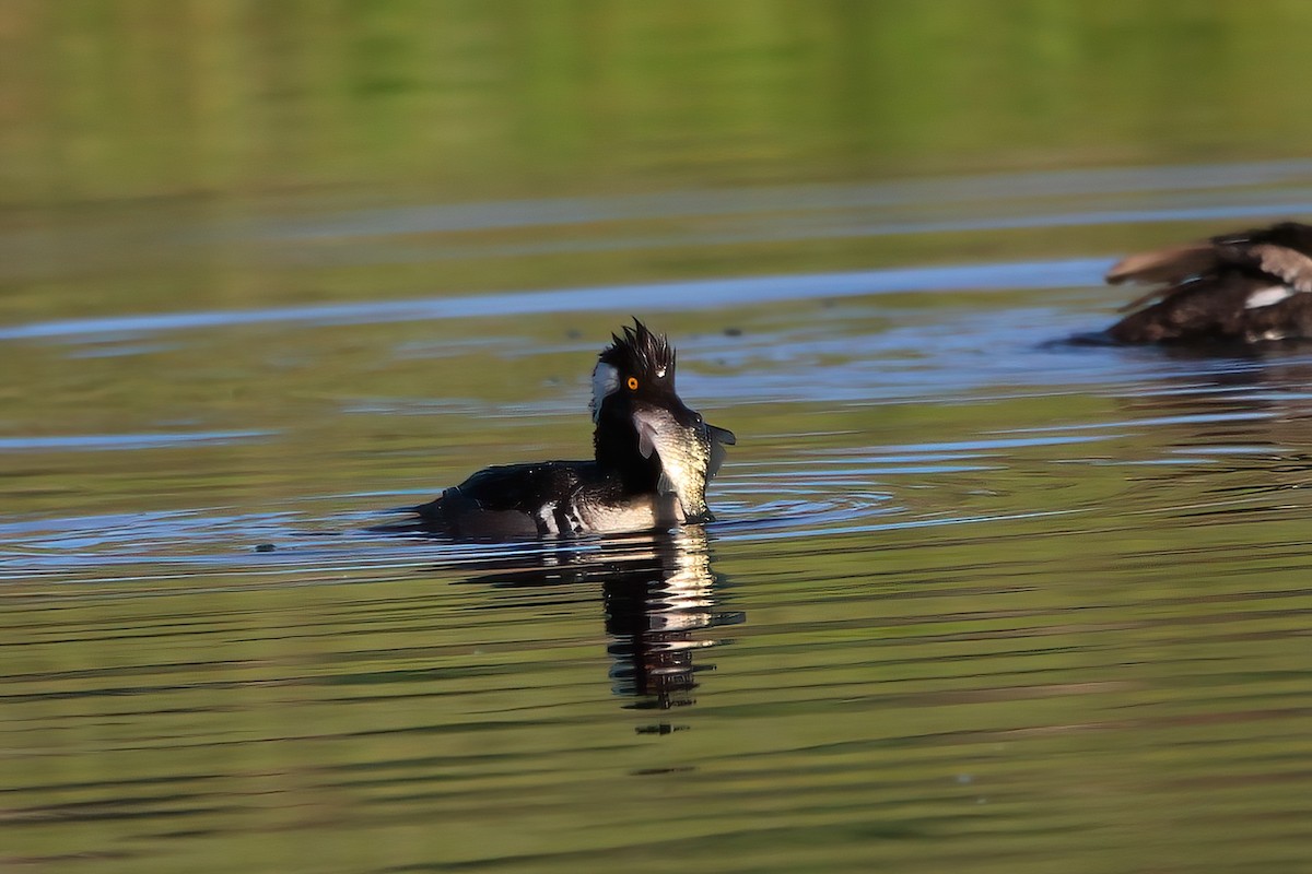 Hooded Merganser - ML620669287