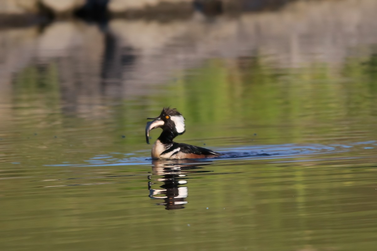 Hooded Merganser - ML620669288