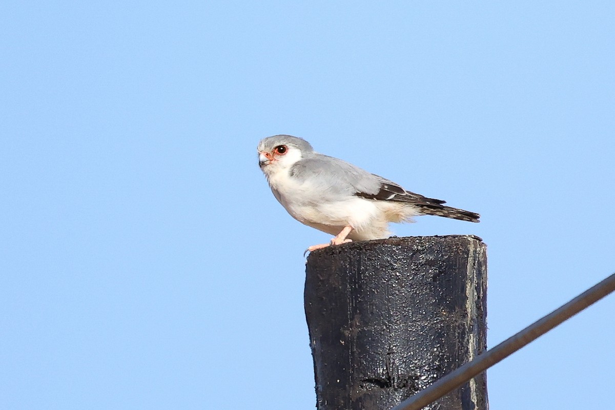 Pygmy Falcon - ML620669289